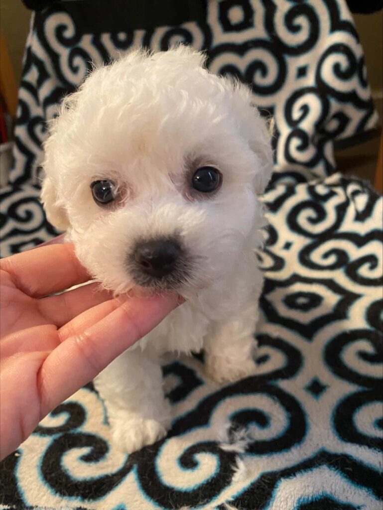 Bebe Puff Bichons Dog